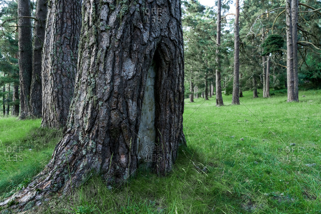 Lillo pine forest in the Montaña de Riaño Regional Park, León, Spain