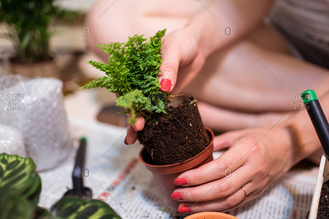 Crop unrecognizable female transplanting small green fern seedling with soil into flowerpot while taking care of plants at home