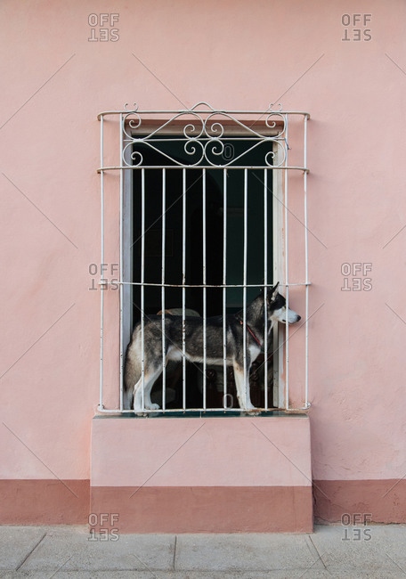 Domestic dog standing in narrow window with metal ornate grate of aged stone house on street of Cuba