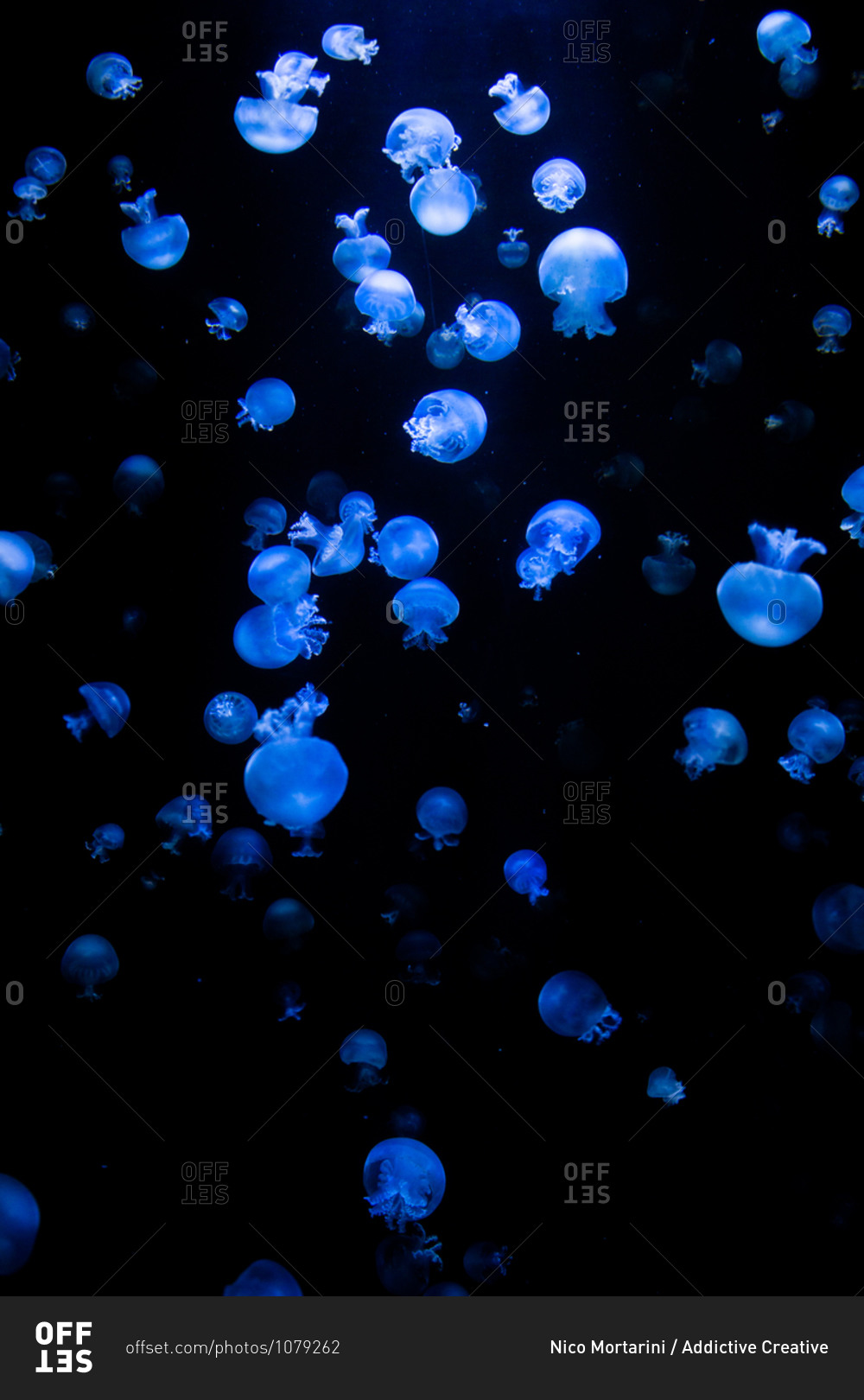 Many bioluminescent jellyfish illuminated by blue light floating in dark water deep in ocean