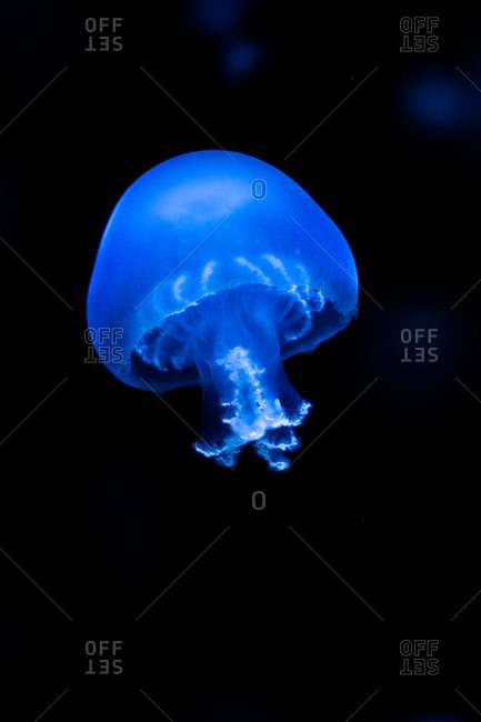 Many bioluminescent jellyfish illuminated by blue light floating in dark water deep in ocean