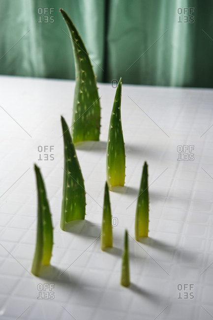 Pieces of green aloe vera segments placed on white table in bright room