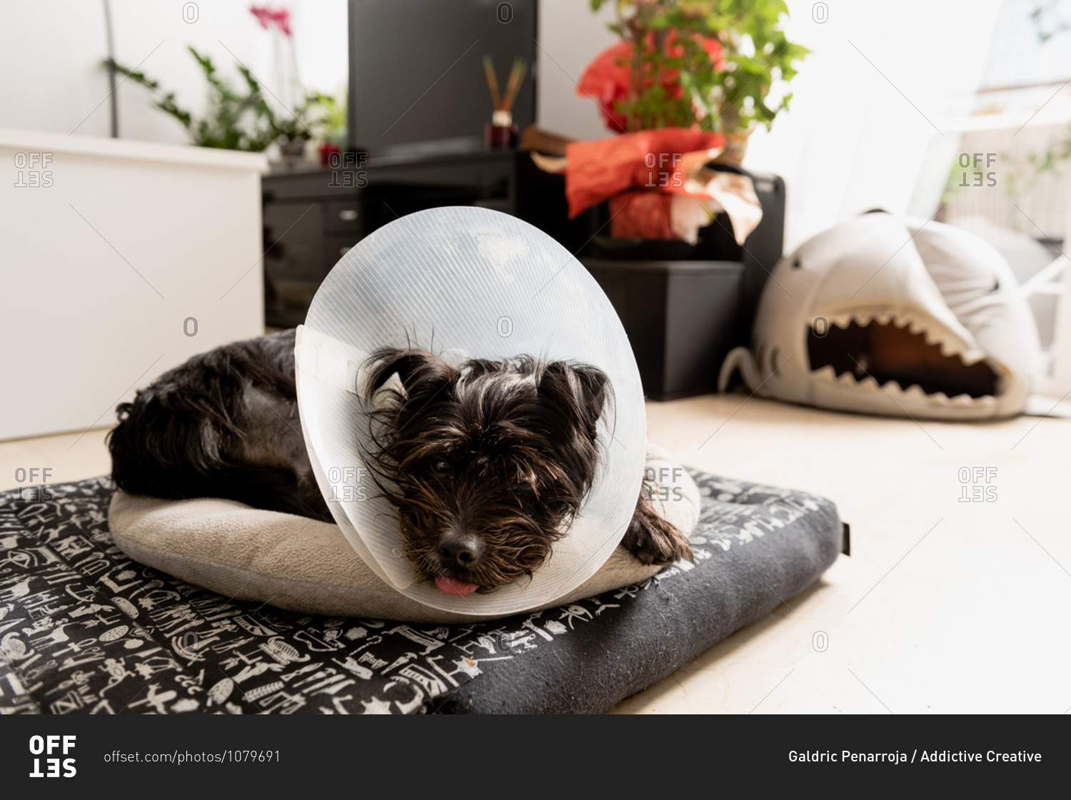 Black fluffy dog in plastic Elizabethan collar lying on bed and relaxing at home