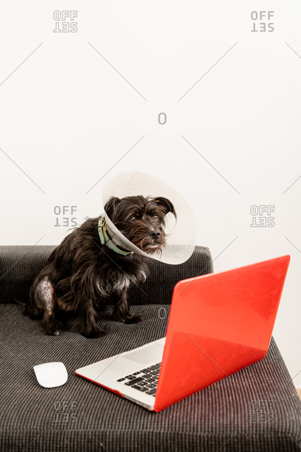 Domestic fluffy dog in plastic pet cone sitting on sofa and watching video on netbook at home