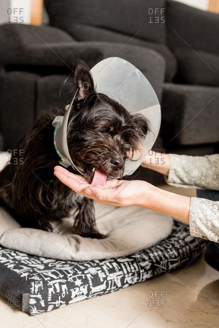 Unrecognizable female giving pill for cute fluffy dog in pet cone sitting in living room at home