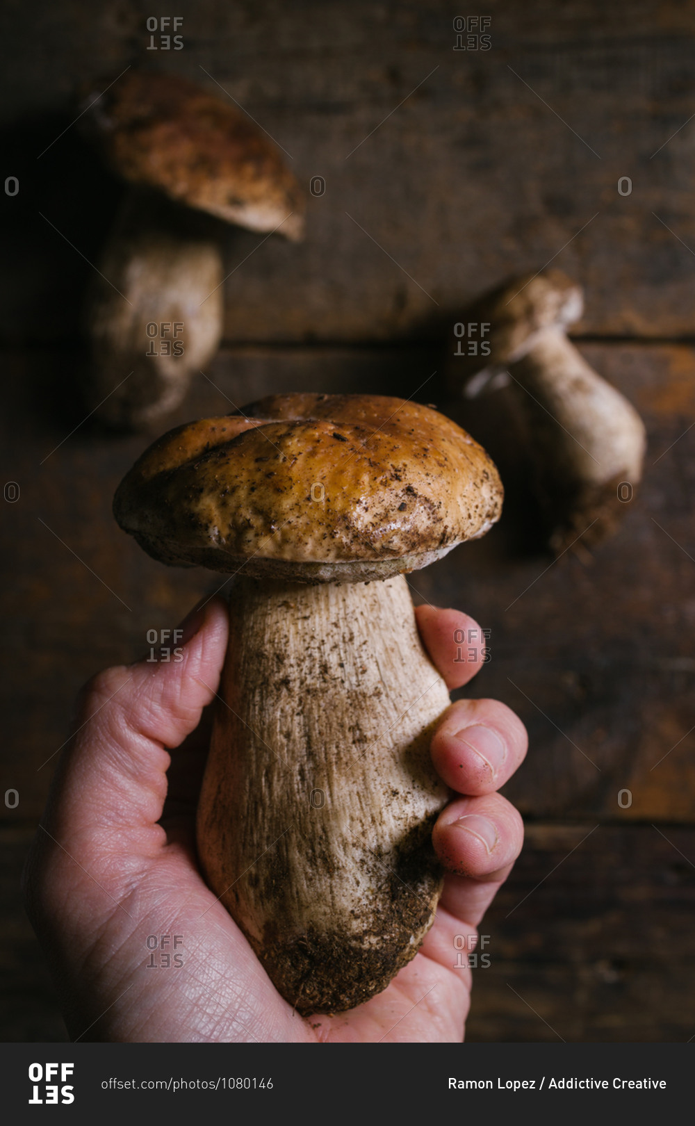 From Above Of Crop Unrecognizable Person With Fresh Penny Bun Mushroom   Offset 1080146 