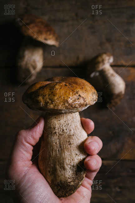 From above of crop unrecognizable person with fresh Penny Bun mushroom standing near wooden table in rustic kitchen