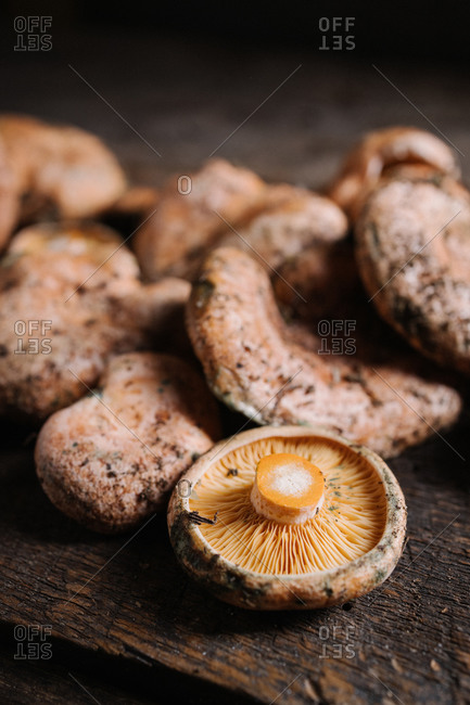 Heap of raw wild saffron milk cap or red pine mushrooms arranged on shabby wooden surface