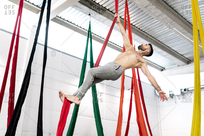 Full body strong barefoot male gymnast hanging on aerial silk under ceiling while practicing aerial dance in modern studio