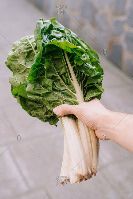 Crop unrecognizable person showing bunch of fresh natural bio green chard leaves
