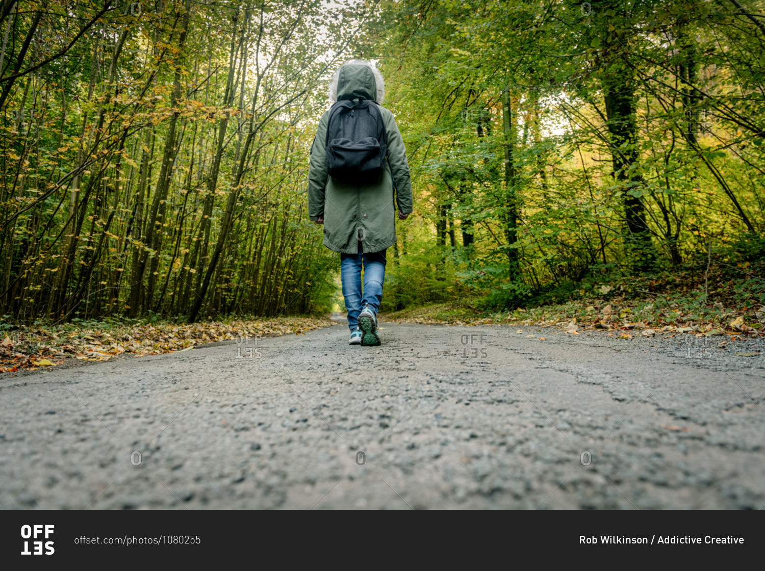Back view of explorer in outerwear and with backpack walking\
along road in green woods during adventure stock photo -\
OFFSET