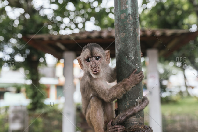 Capuchin Monkey holding metallic pole- Misahualli- Ecuador