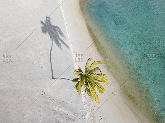 Single palm tree on tropical island- aerial view