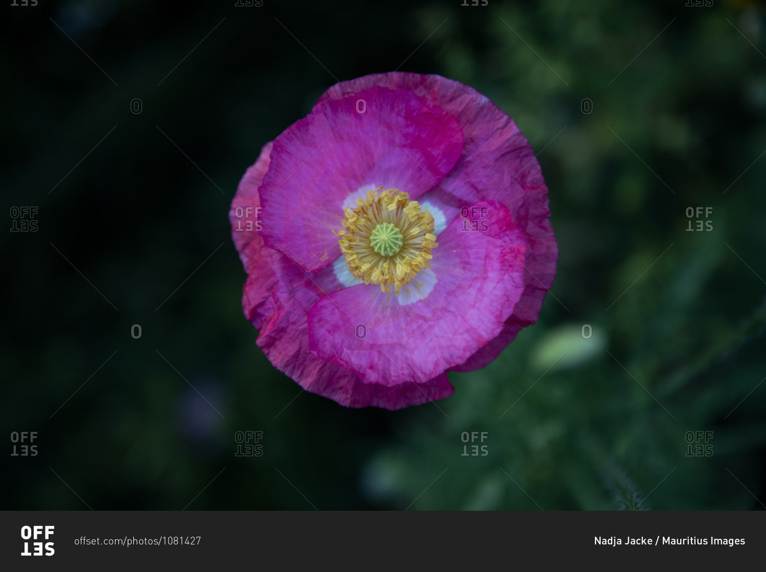 Wildflower meadow, poppy flower photo from the Offset Collection stock