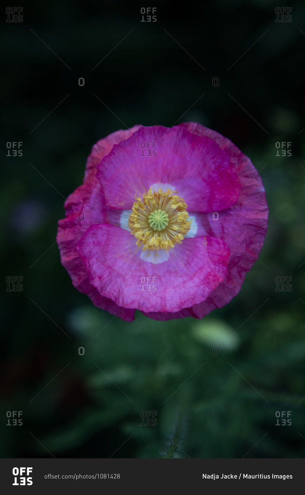 Wildflower meadow, poppy flower photo from the Offset Collection stock