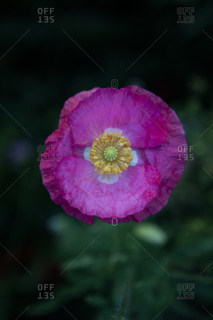 Wildflower meadow, poppy flower photo from the Offset Collection