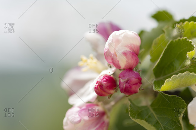 Close-up of Apple blossom photo from the Offset Collection