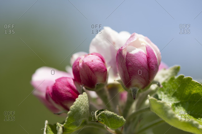 Apple blossom, close-up photo from the Offset Collection