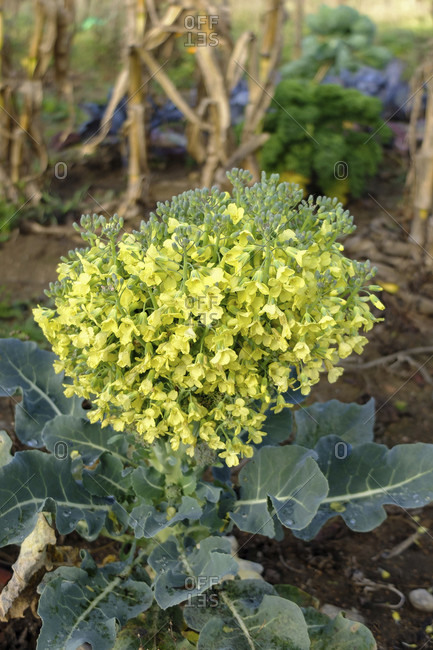 Flowering broccoli photo from the Offset Collection