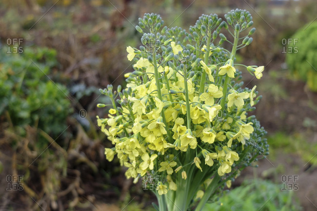 Flowering broccoli photo from the Offset Collection