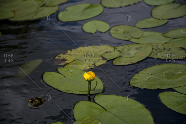 Water lily photo from the Offset Collection