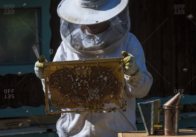 June 1, 2020: A beekeeping on the edge of the forest: everyday life of a beekeeper. The stick chisel with honeycomb lifter is one of the most needed tools in beekeeping