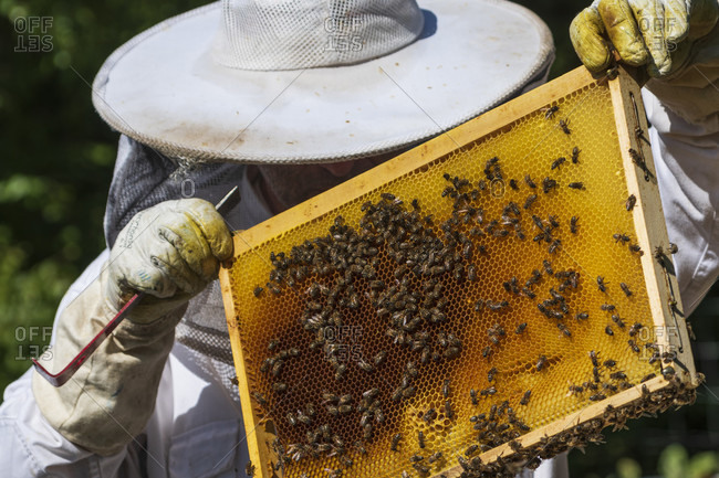 June 1, 2020: A beekeeping on the edge of the forest: everyday life of a beekeeper. The stick chisel with honeycomb lifter is one of the most needed tools in beekeeping