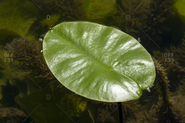 Germany, Baden-Wurttemberg, Au a. Rhine, water lilies (Nymphaea), leaf of a yellow pond rose, yellow pond mummel, Mummel, Teichmummel or pond candle called, (Nuphar luteum)