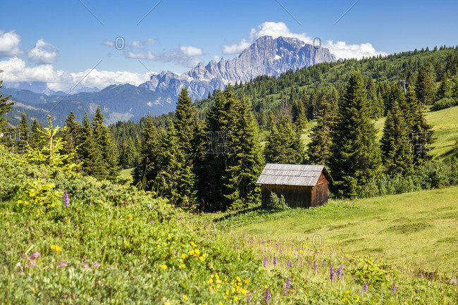 Lonely hut in the meadows and the woods of Mount Cherz, in the background the Civetta north west  wall, Livinallongo del Col di Lana, Belluno, Dolomites, Veneto, Italy