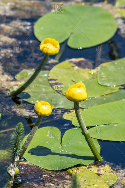 Germany, Baden-Wurttemberg, Au a. Rhine, water lilies (Nymphaea), yellow pond rose, yellow pond mummel, mummel, pond mummel or pond candle called (Nuphar luteum)