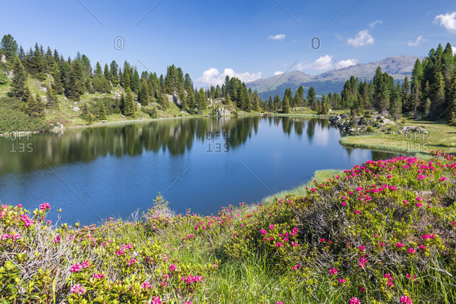 Europe, Italy, Trentino, Trento, Lagorai chain, the Colbricon lakes in summer with rhododendron flowering and mountain reflected on the water