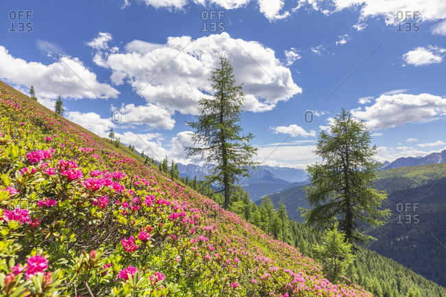 Rhododendron carpet in bloom in the pastures of the comelico valley, near the border crest Italy Austria, Carnic Alps, belluno, veneto, italy