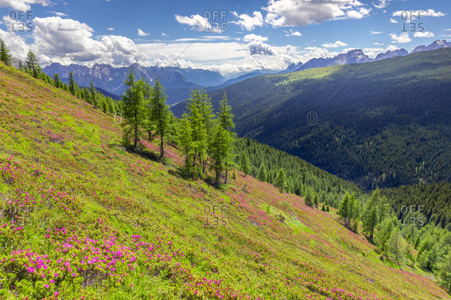 Rhododendron carpet in bloom in the pastures of the comelico valley, near the border crest Italy Austria, Carnic Alps, belluno, veneto, italy