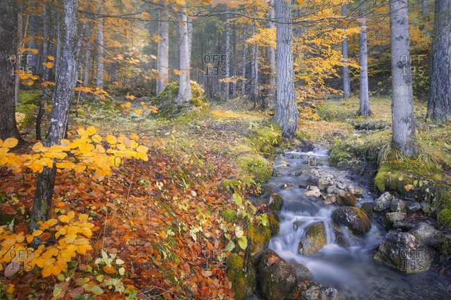 Alpine stream in the woods, water flowing in the undergrowth with autumn colored trees, passo duran, dolomites, belluno, veneto, italy
