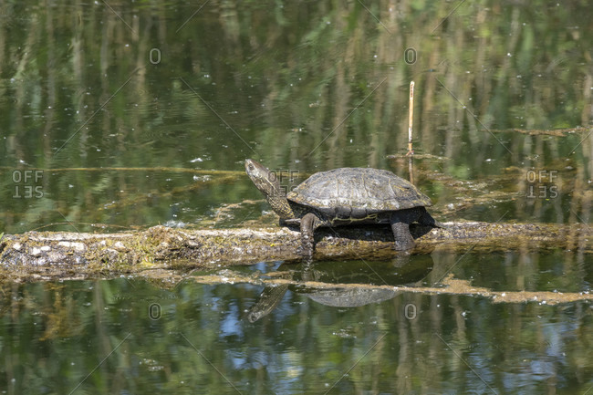Germany, Baden-Wurttemberg, Karlsruhe, Oberwaldsee. Turtles, Testudinata, or Testudines. European pond turtle (Emys orbicularis).