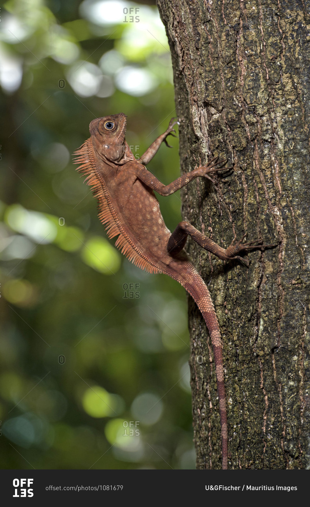 Angle-headed Dragon Gonocephalus Liogaster, Family Of The Agamidae ...