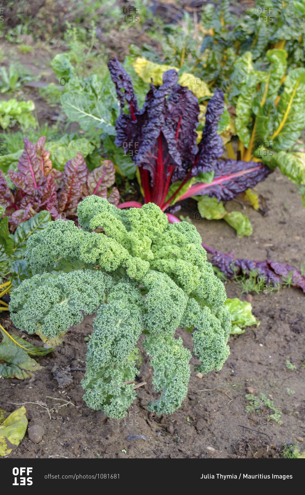 Kale (Brassica oleracea var. Sabellica) in mixed culture\
with Swiss chard (against leaf blotch disease) in the autumnal bed\
stock photo - OFFSET