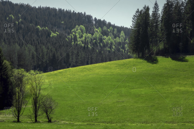 Scenery of Meadow and Mountain Forest in Bright Green Colors in Spring, Europe, Germany, Titisee-Neustadt, Langenordnach,