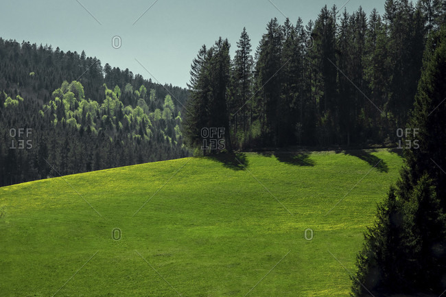 Scenery of Meadow and Mountain Forest in Bright Green Colors in Spring, Europe, Germany, Titisee-Neustadt, Langenordnach,