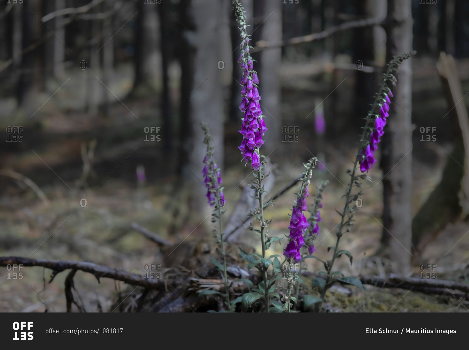 Digitalis purpurea, Thimble, Wild,  Flower, Poison, Herbs, Forest, Europe, Germany, Black Forest, Triberg