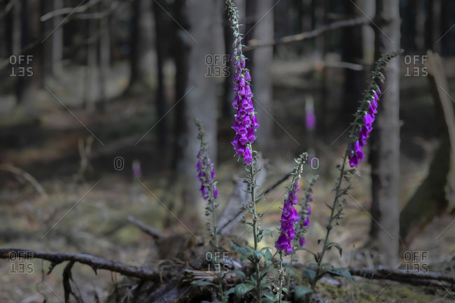Digitalis purpurea, Thimble, Wild,  Flower, Poison, Herbs, Forest, Europe, Germany, Black Forest, Triberg