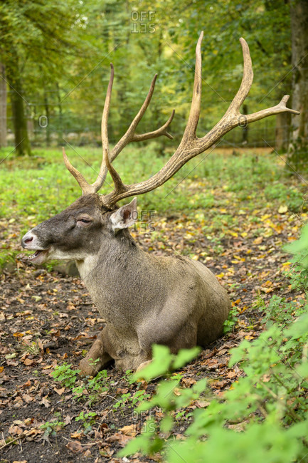 Germany, Baden-Wuerttemberg, Karlsruhe, deer (white-lipped deer, Cervus albirostris) in the Oberwald.