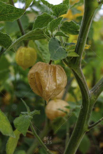 Andean berries (Physalis peruviana), when the lanterns are light brown, the fruits can be harvested