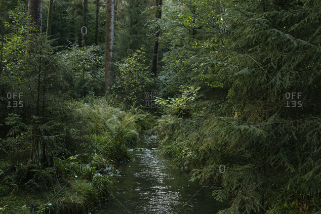 Teutoburg Forest in the Silberbach Valley in Horn-Bad Meinberg, North Rhine-Westphalia, Germany