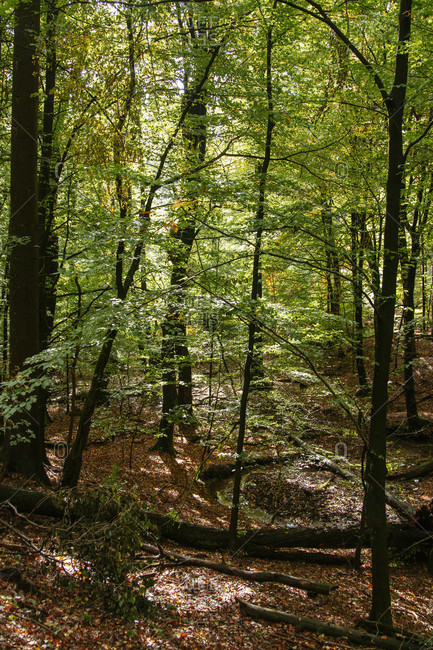 Teutoburg Forest around the Externsteine in Horn-Bad Meinberg, North Rhine-Westphalia, Germany