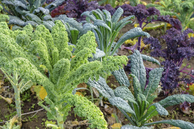 Kale (Brassica oleracea var. Sabellica) with palm cabbage and purple kale in the autumnal bed
