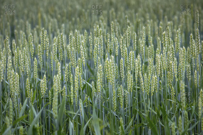 Wheat, Field, Grain, Food, Agriculture,  Europe, Germany, Black Forest, Konigsfeld, Burgberg,