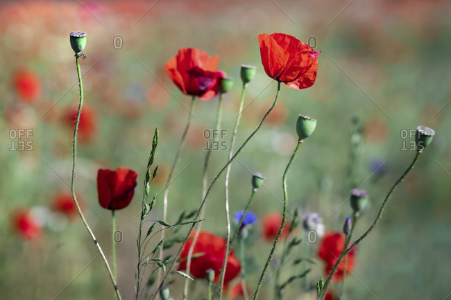 Poppy, Flower, Field, Meadow, Flower, Red, Papaver, Europe, Poland, Szczecin, Przeclaw,