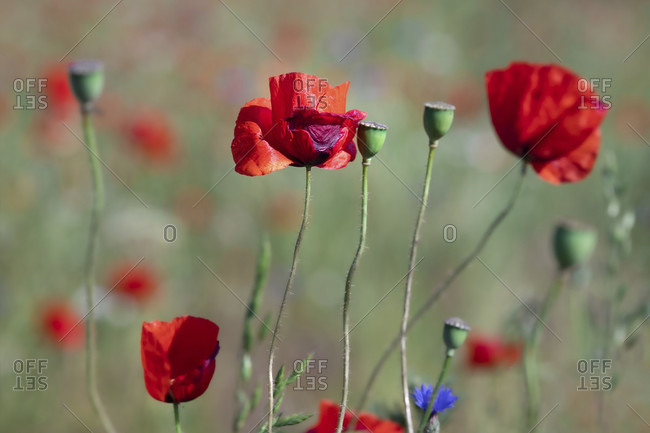 Poppy, Flower, Field, Meadow, Flower, Red, Papaver, Europe, Poland, Szczecin, Przeclaw,