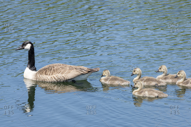 Germany, Baden-Wurttemberg, Au a. Rhine, Canada Goose (Branta canadensis) with chicks.